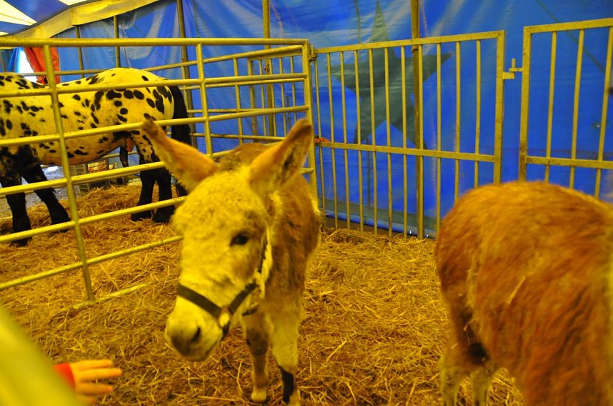 Zirkus Aeros in Nordhausen