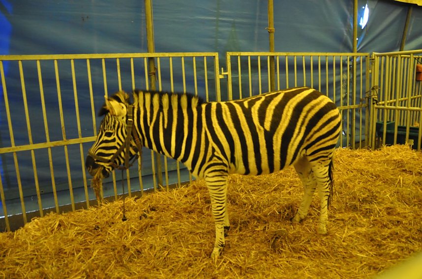 Zirkus Aeros in Nordhausen