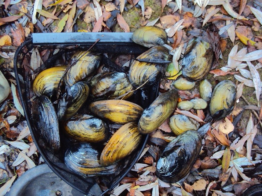 Durch Sauerstoffmangel gesch&auml;digte Teichmuscheln