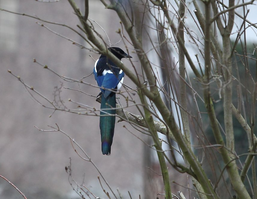 Gro&szlig;er Besuch an Futterstelle