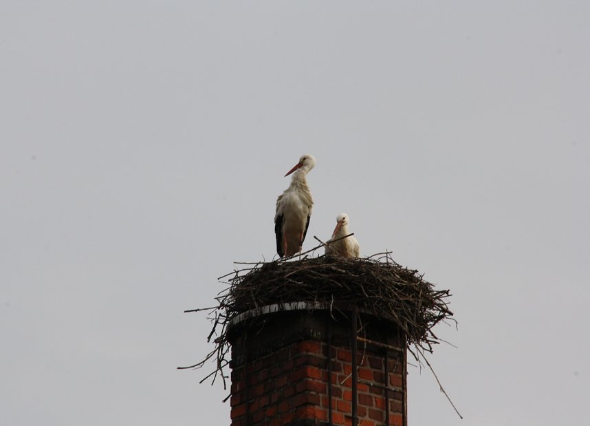 Storchenpaar wieder vereint