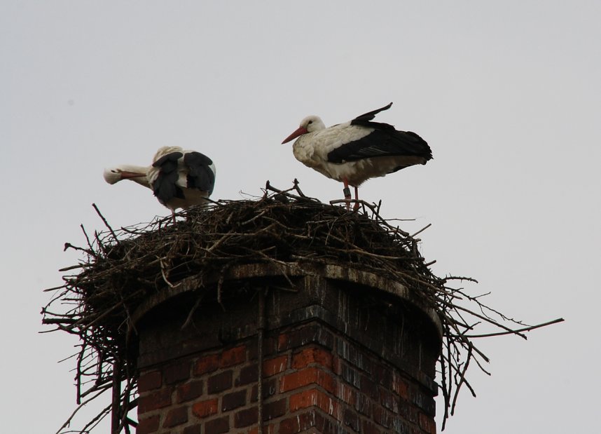 Storchenpaar wieder vereint