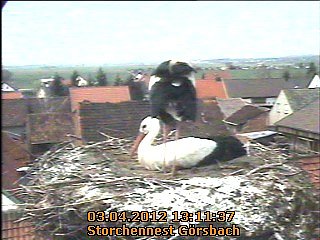 Neues aus dem Storchennest