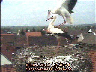 Neues aus dem Storchennest