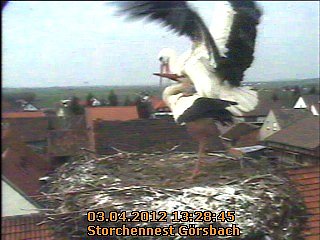 Neues aus dem Storchennest