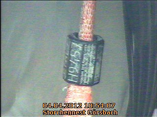 Neues aus dem Storchennest