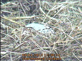 Neues aus dem Storchennest