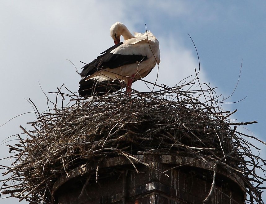 Adebar in Winderhausen