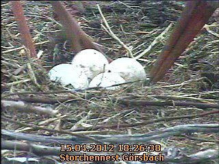 Neues aus dem Strochennest