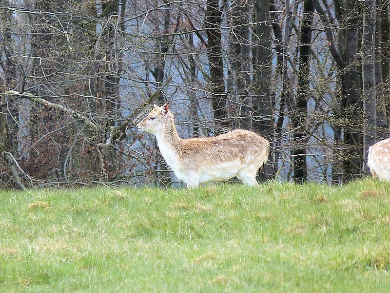 L&auml;mmerfest auf der Ziegenalm in Sophienhof