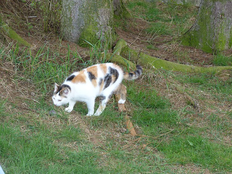 L&auml;mmerfest auf der Ziegenalm in Sophienhof