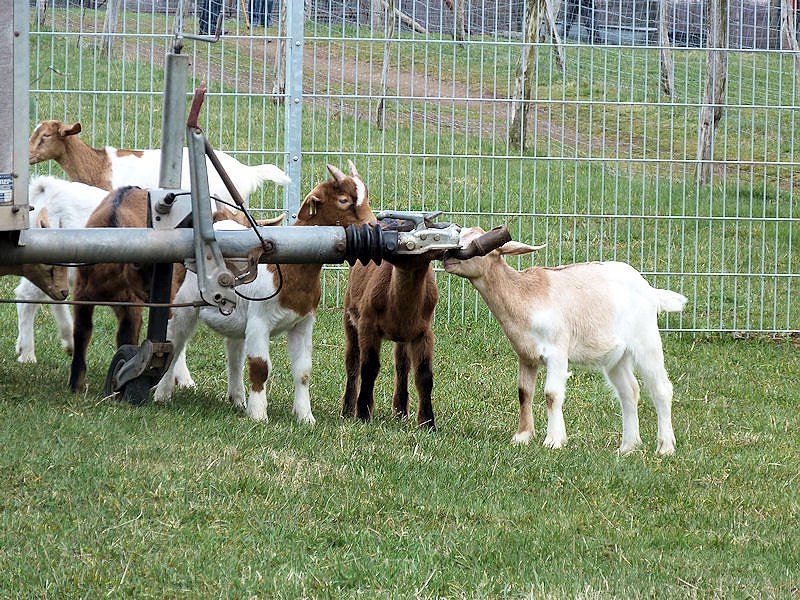 L&auml;mmerfest auf der Ziegenalm in Sophienhof