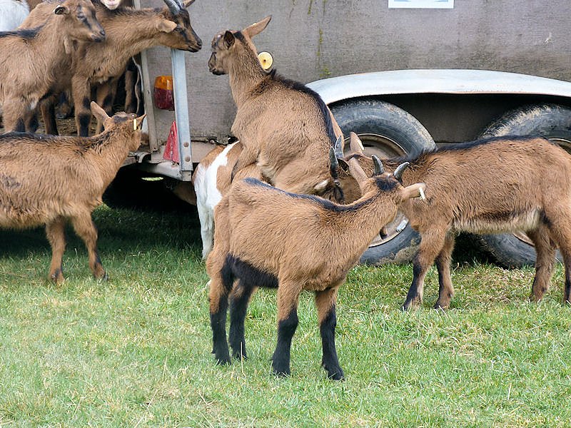 L&auml;mmerfest auf der Ziegenalm in Sophienhof