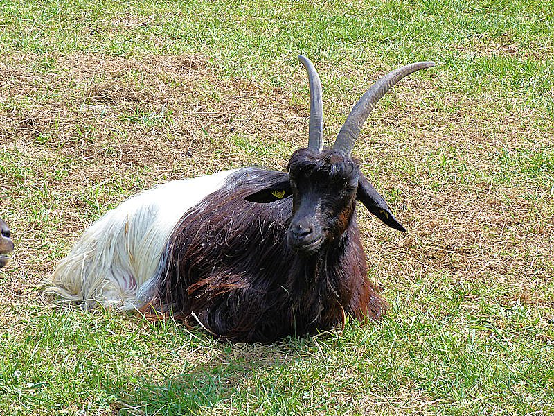 L&auml;mmerfest auf der Ziegenalm in Sophienhof