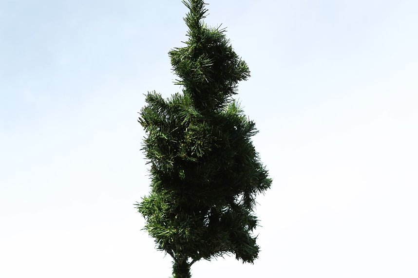 Maibaum in Bielen gesetzt