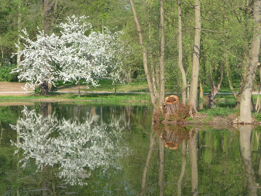 Spiegelbilder im Stadtpark