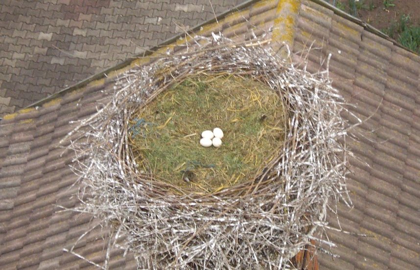 Nachwuchs in Windehausen