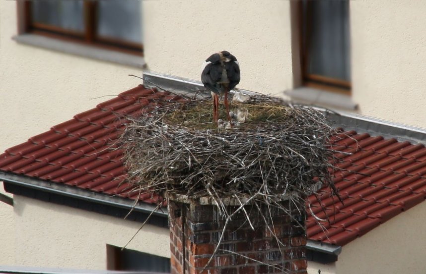 Nachwuchs in Windehausen