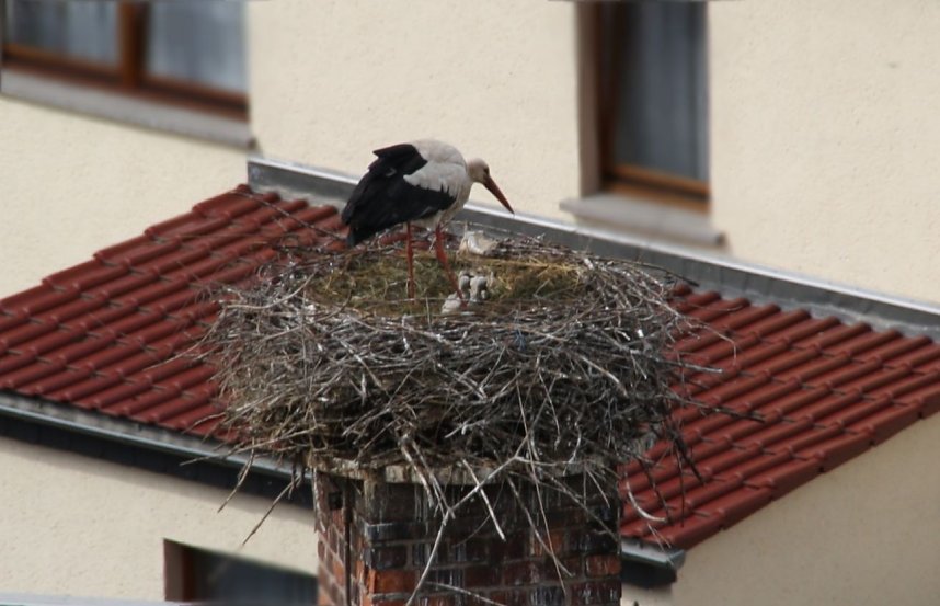 Nachwuchs in Windehausen