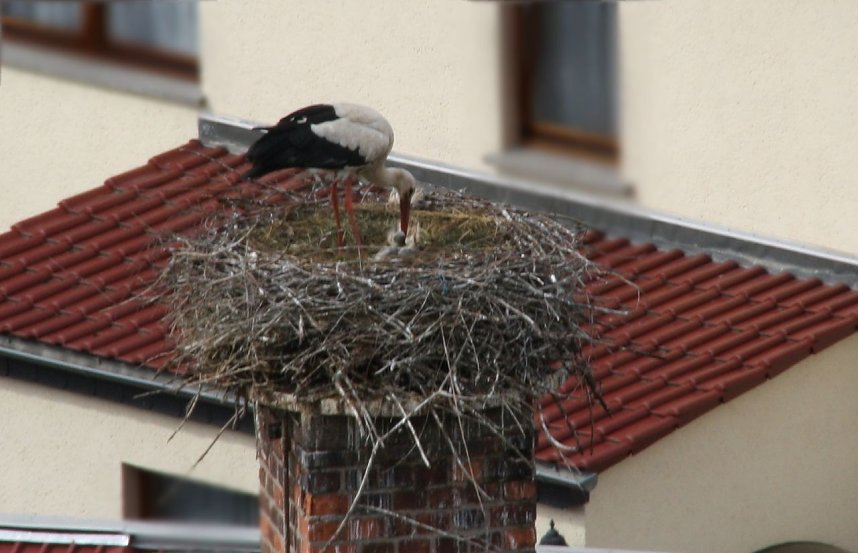 Nachwuchs in Windehausen