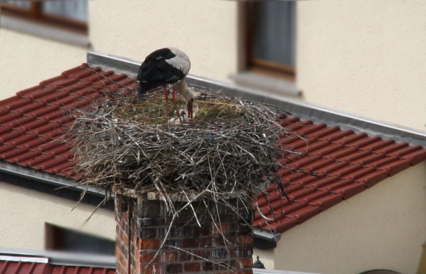 Nachwuchs in Windehausen