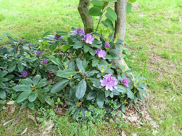 H&uuml;te und mehr im Park Hohenrode