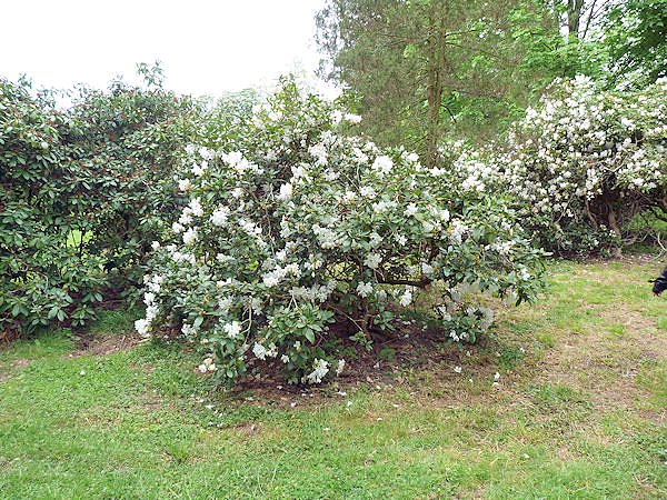 H&uuml;te und mehr im Park Hohenrode