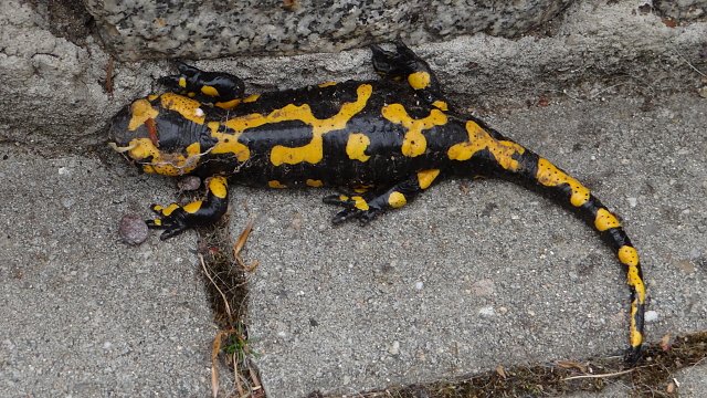 Besuch auf der Terrasse