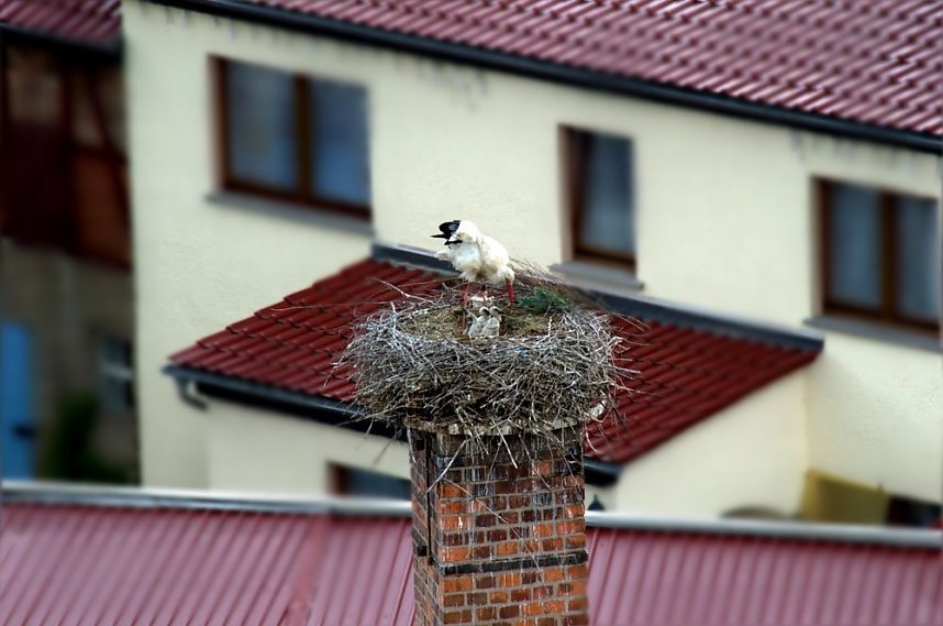 Storch verursachte Stromausfall