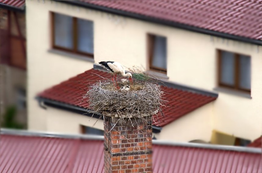 Storch verursachte Stromausfall