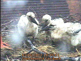 Ringe f&uuml;r den Nachwuchs