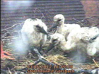 Ringe f&uuml;r den Nachwuchs