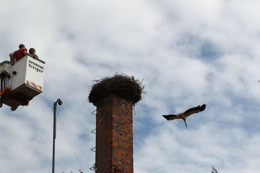 Jungst&ouml;rche werden beringt