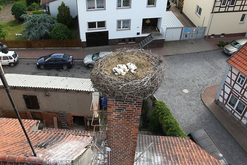 Jungst&ouml;rche werden beringt