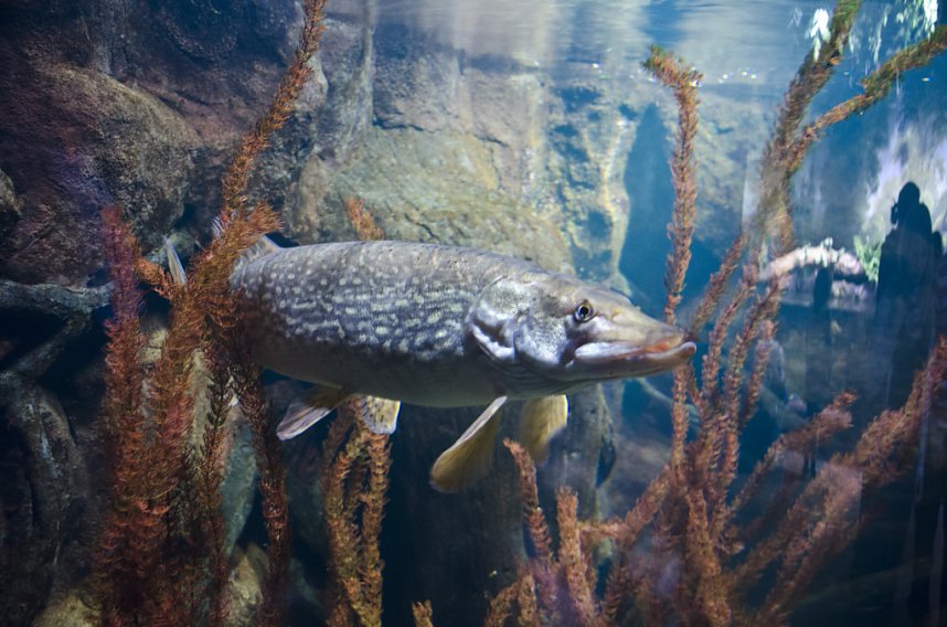 Sea Live in Hannover