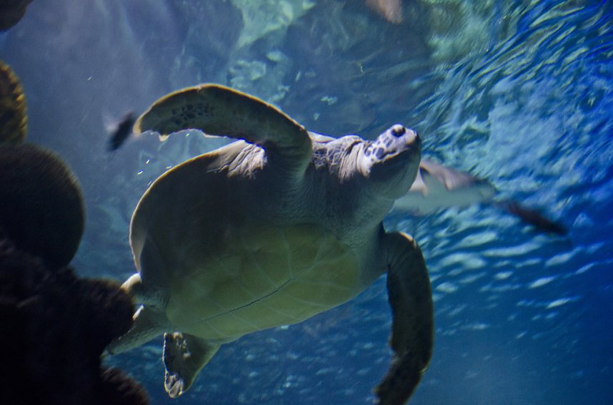 Sea Live in Hannover