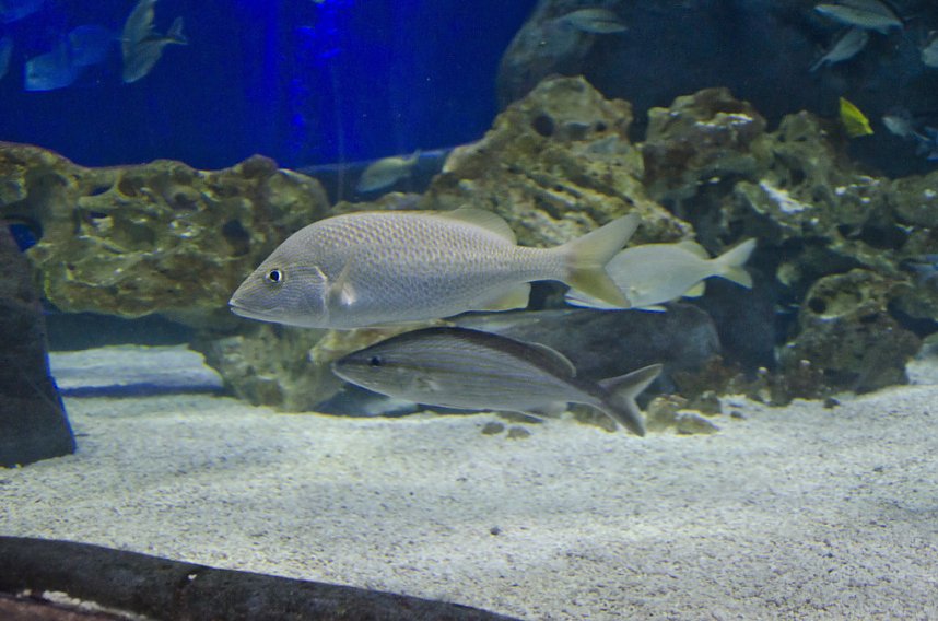 Sea Live in Hannover