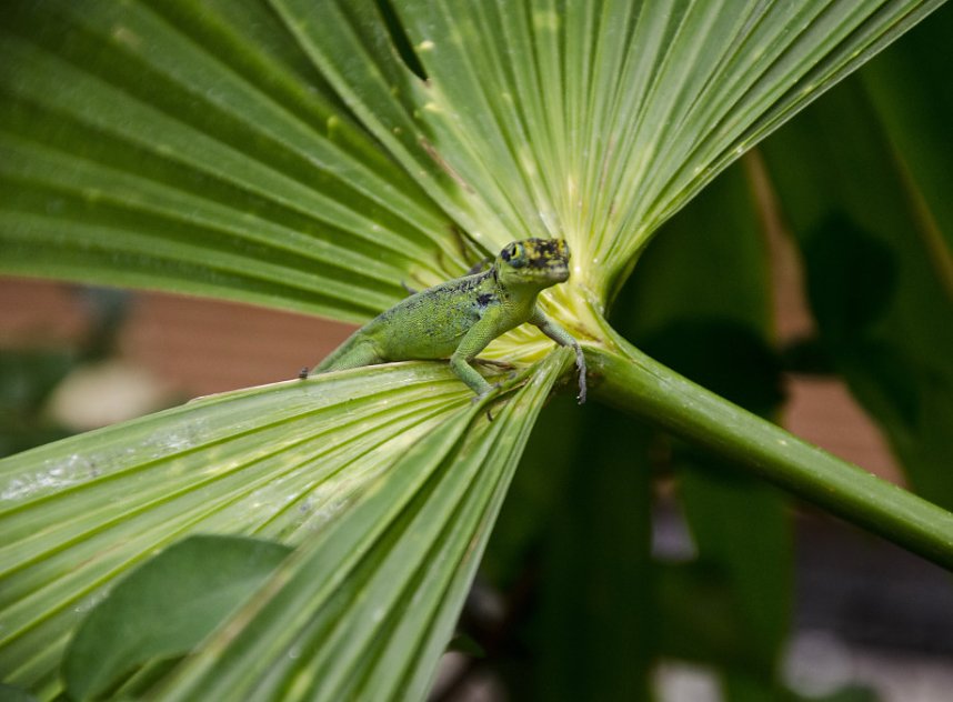 Sea Live in Hannover