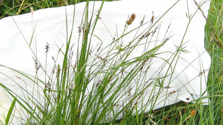 Besuch im Brockengarten