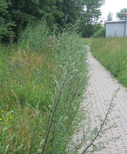 Dschungel in der Stadt