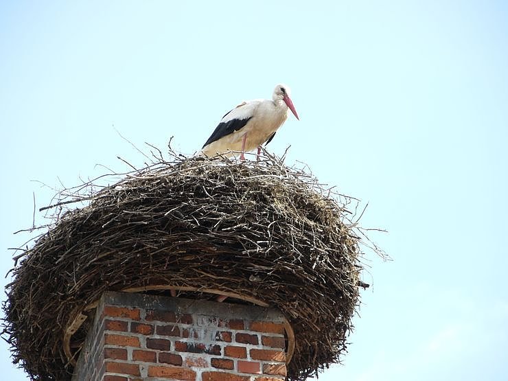 Beringung der Jungst&ouml;rche in G&ouml;rsbach