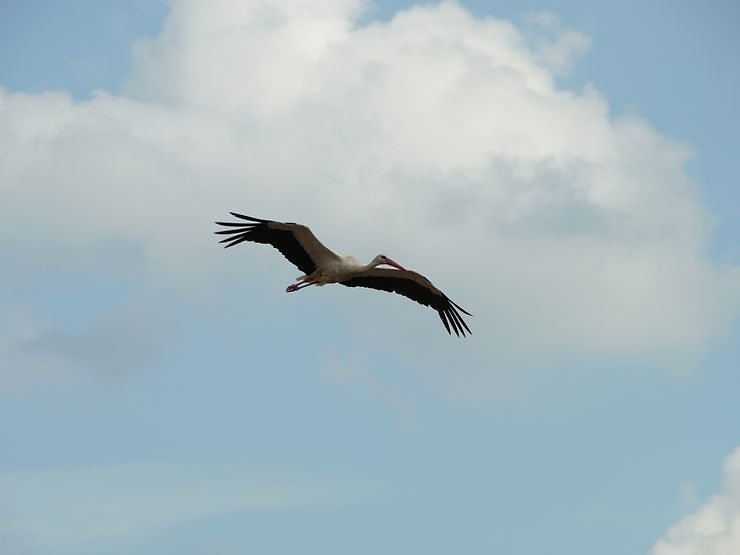 Beringung der Jungst&ouml;rche in G&ouml;rsbach - der Altstorch hat das Nest verlassen
