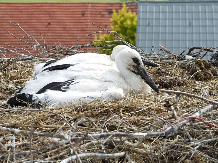 Beringung der Jungst&ouml;rche in G&ouml;rsbach
