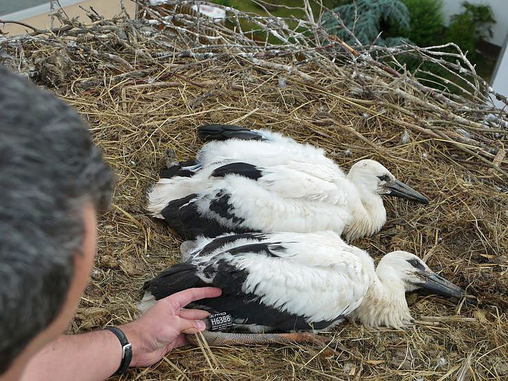 Beringung der Jungst&ouml;rche in G&ouml;rsbach