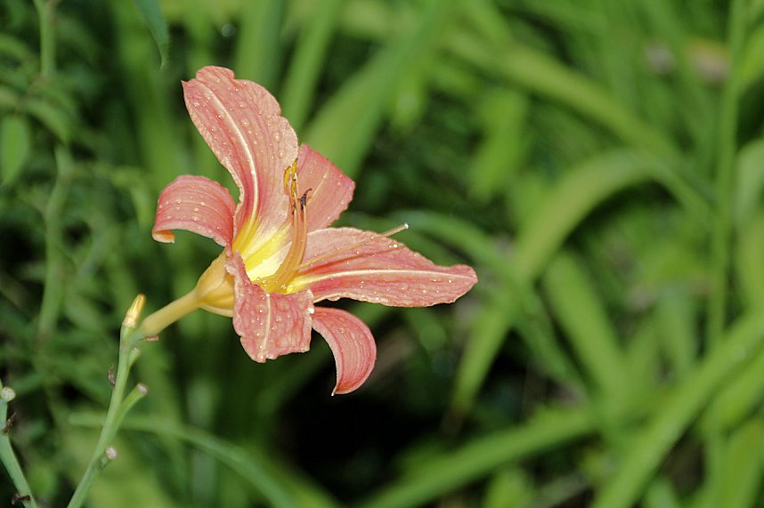 Der Harzgru&szlig; feierte