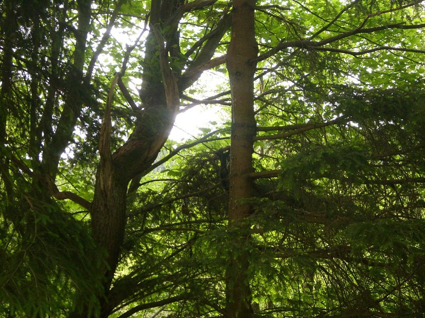 Immer an der Selke entlang