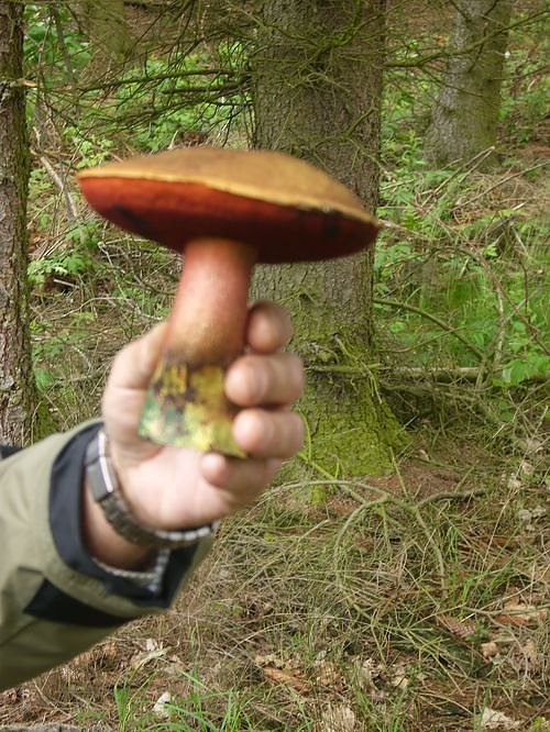 Immer an der Selke entlang