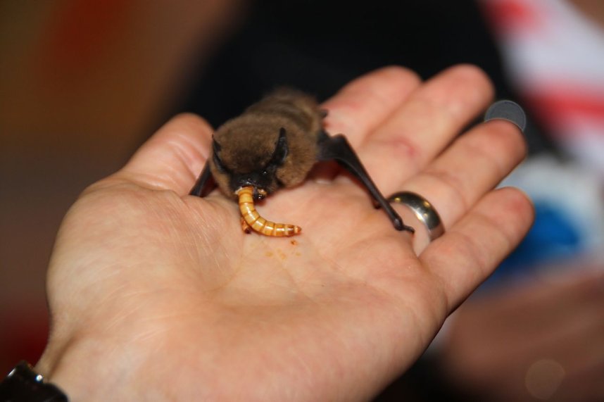 Fledermausnacht in Bleicherode