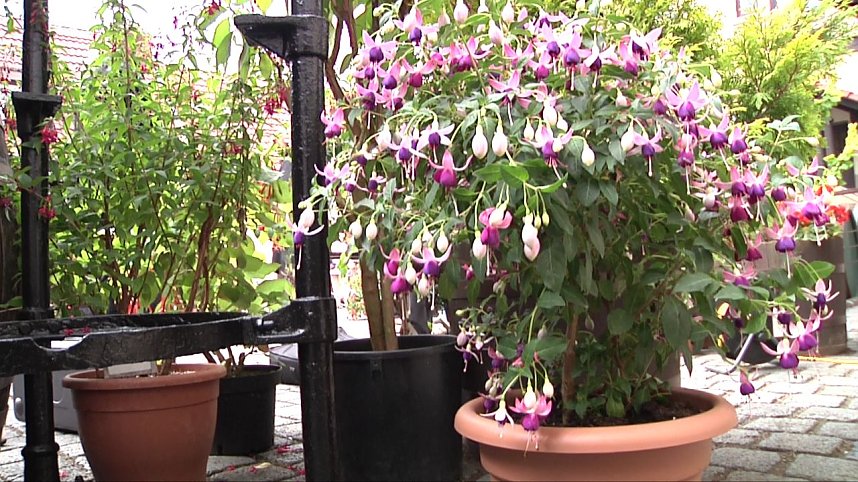 Fuchsien in der Traditionsbrennerei