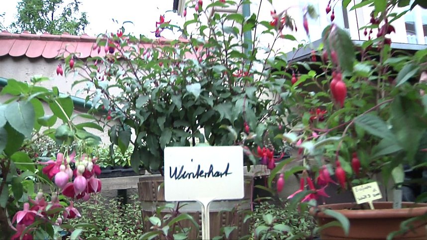 Fuchsien in der Traditionsbrennerei